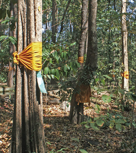 Photo by Jeffrey Lott c3a_ordainedTrees.jpg