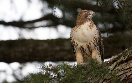 A majestic hawk perched in a tree.