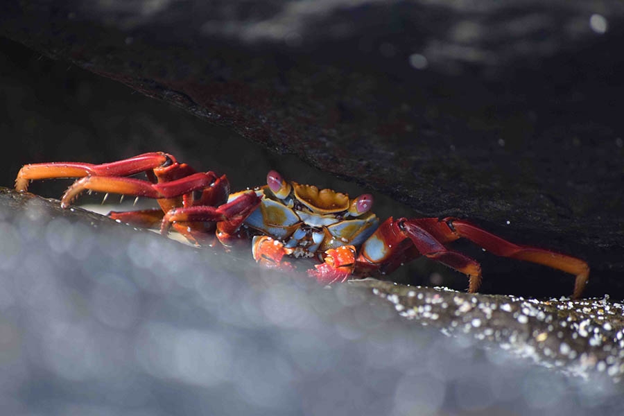 A crab peeks from a crevice on the beach. 