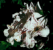 Chut!... Et que &ccedil;a saute