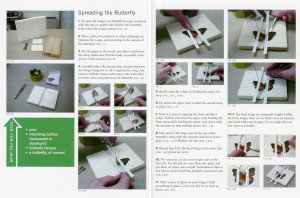 RISD_butterfly