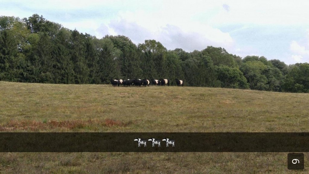 Image by Olivia Ortiz. 