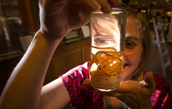 <p>Exhibit co-curator Carin Berkowitz examines tapeworms that Leidy, a leading parasitologist, preserved.</p> Leidy Exhibit